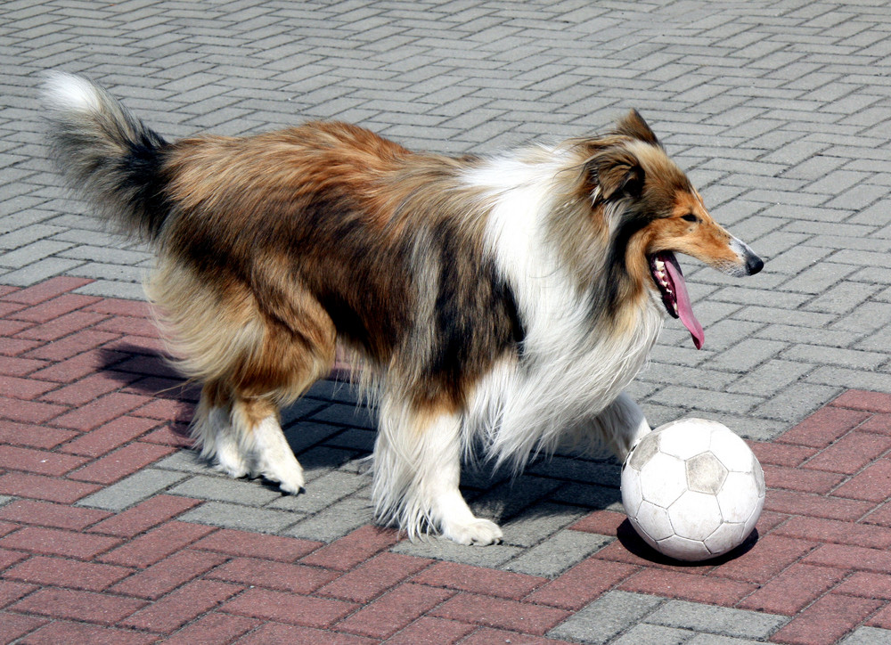 Murphy und sein Lieblingsspielzeug