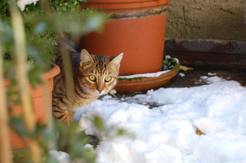 Murphy - zum ersten Mal Schnee...