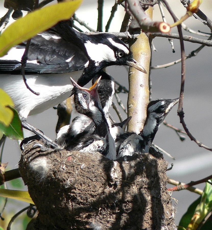 Murray magpie chicks