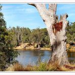 Murray River