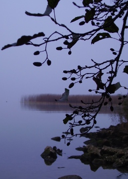 murtensee im november