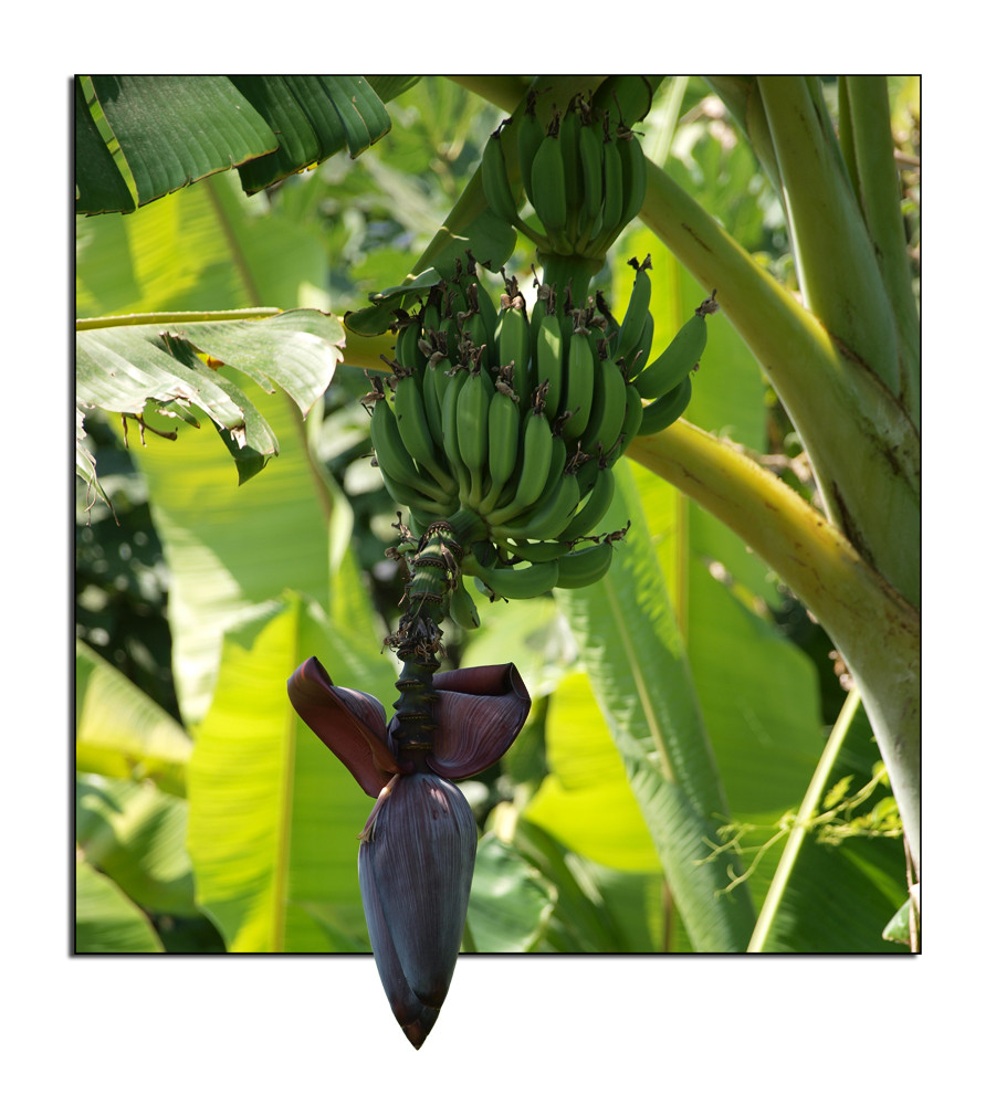 Musa