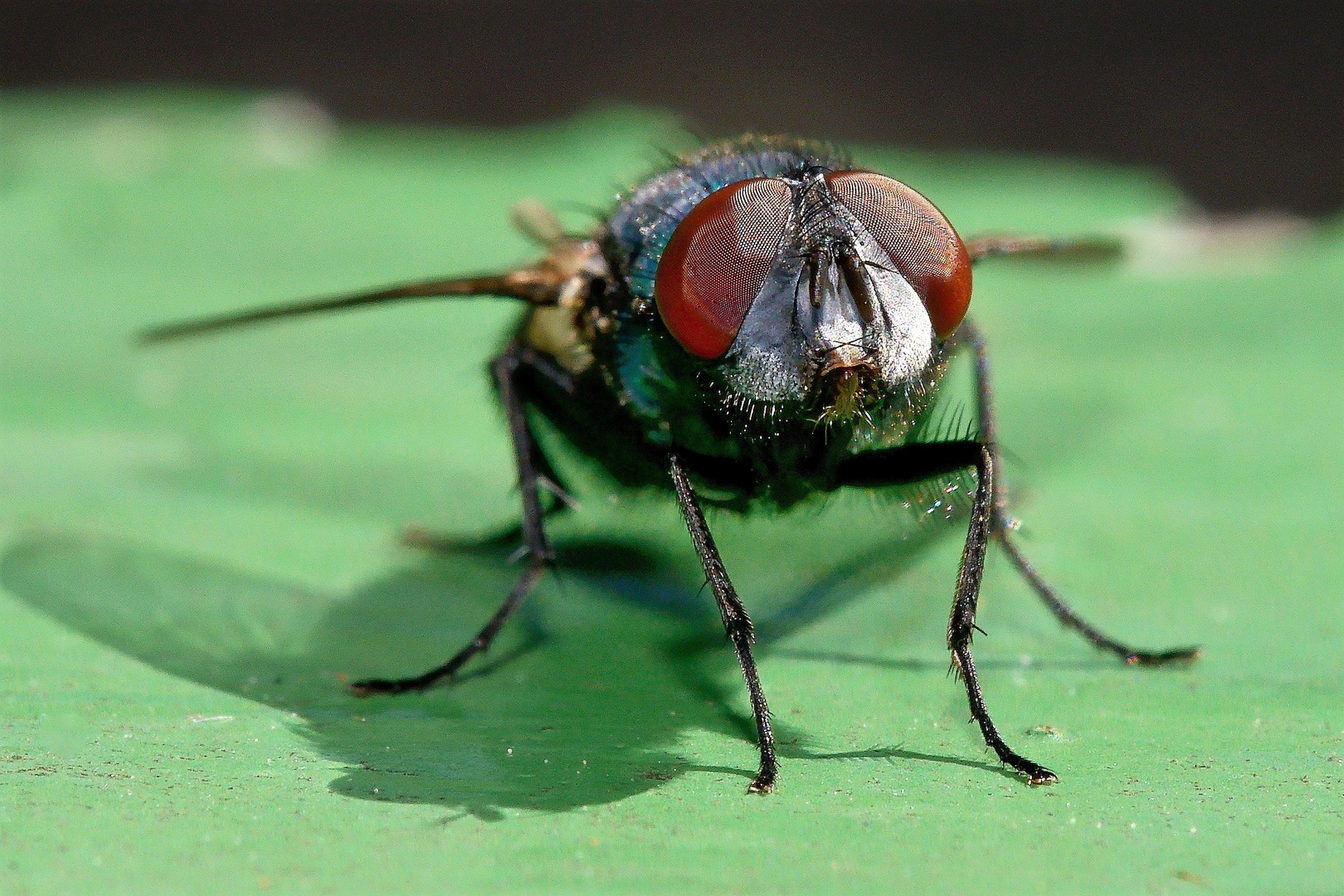 Musa domestica - Stubenfliege