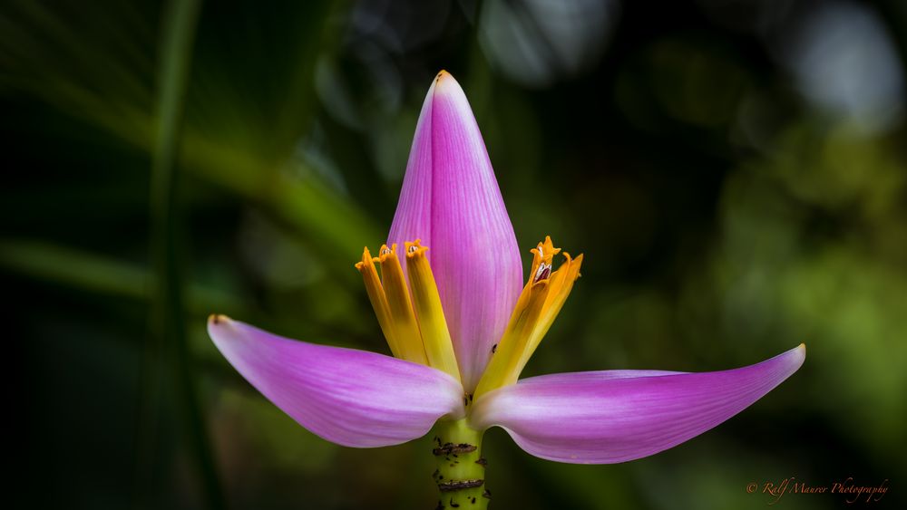 Musa Ornata