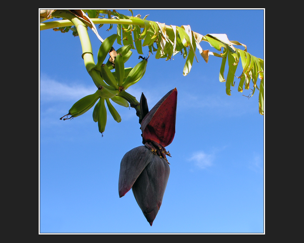 Musa × paradisiaca