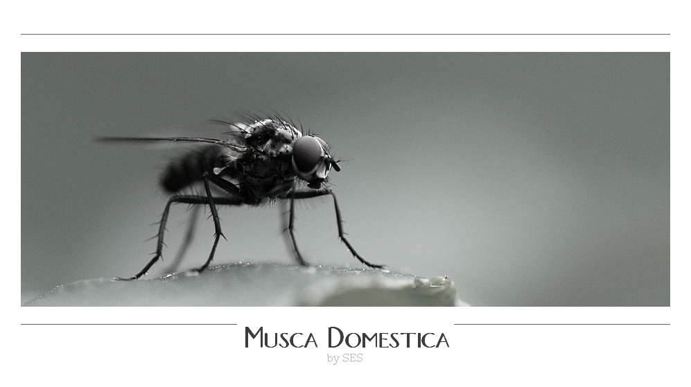 Musca