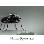 Musca