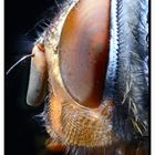 Musca domestica