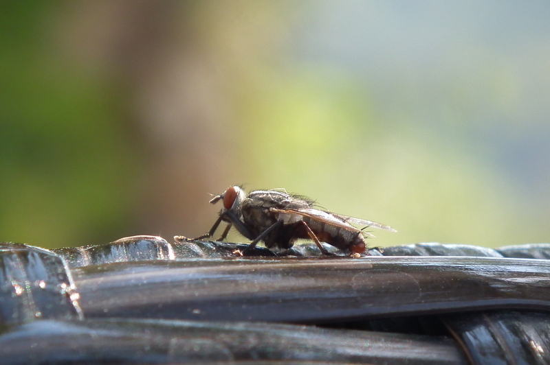 Musca domestica