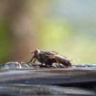 Musca domestica