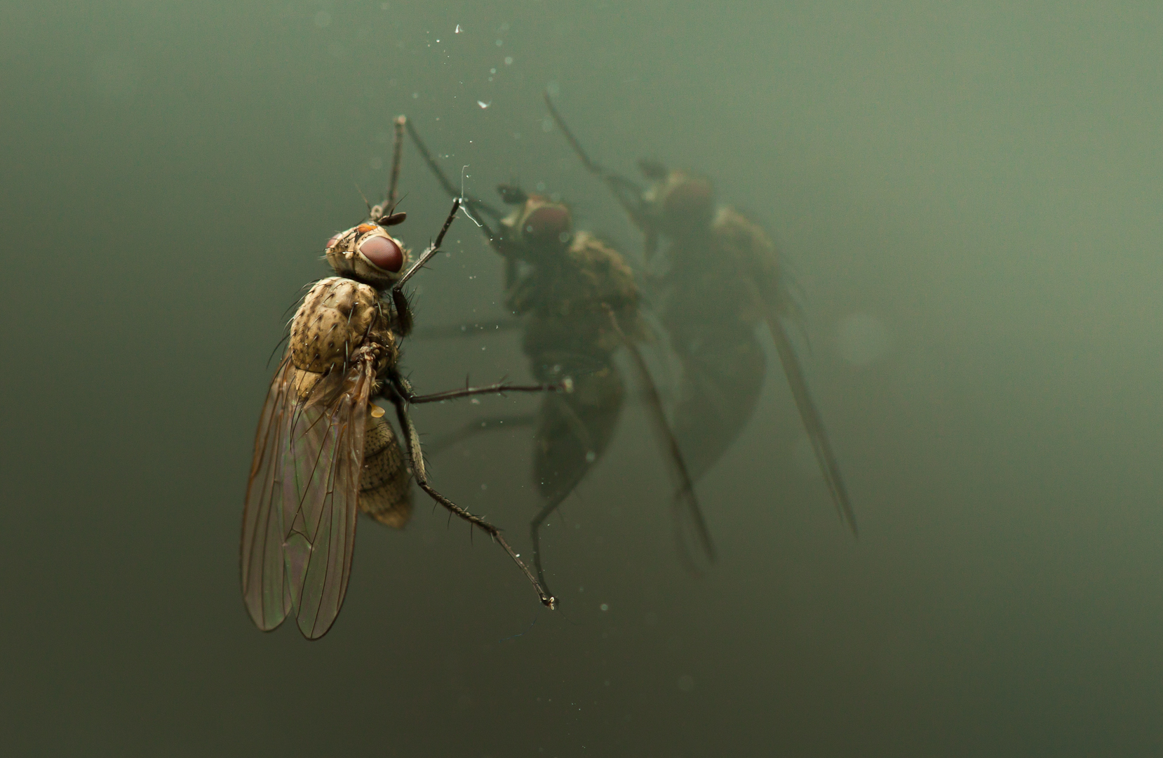 Musca domestica?