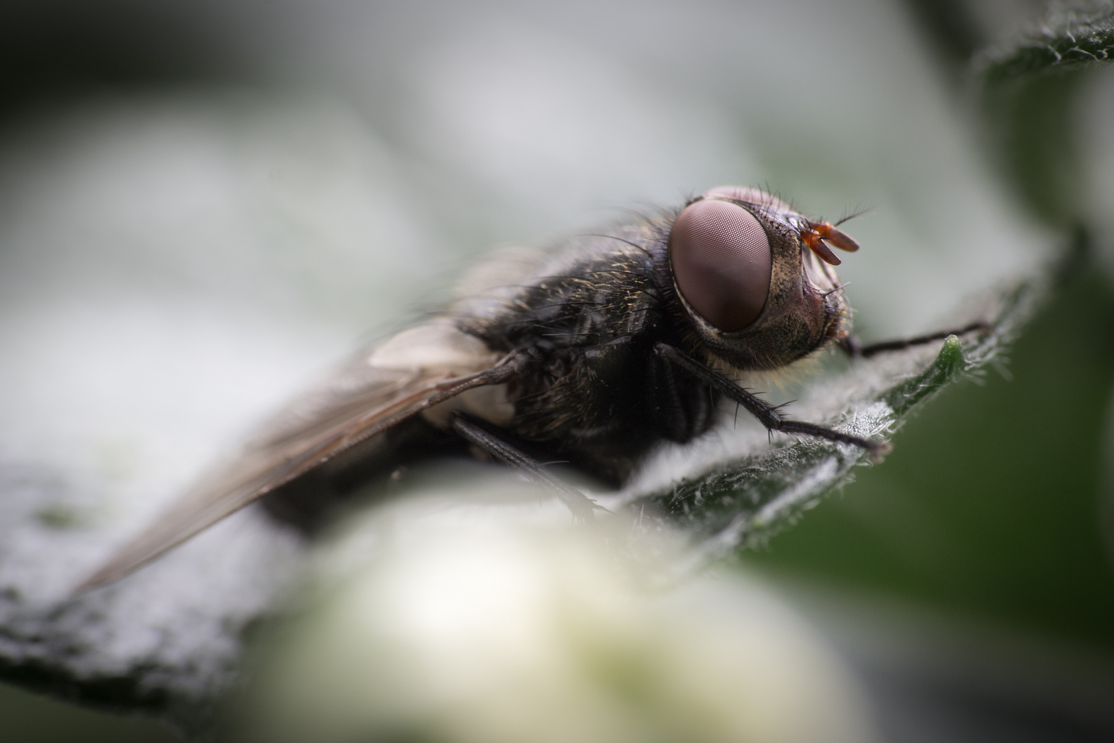 Musca Domestica