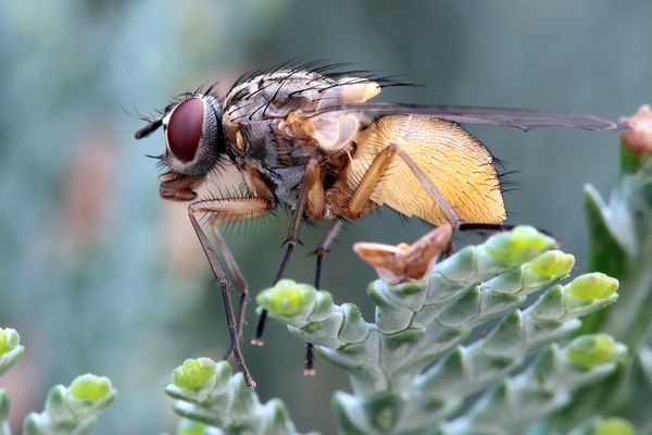 Musca domestica