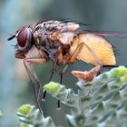 Musca domestica