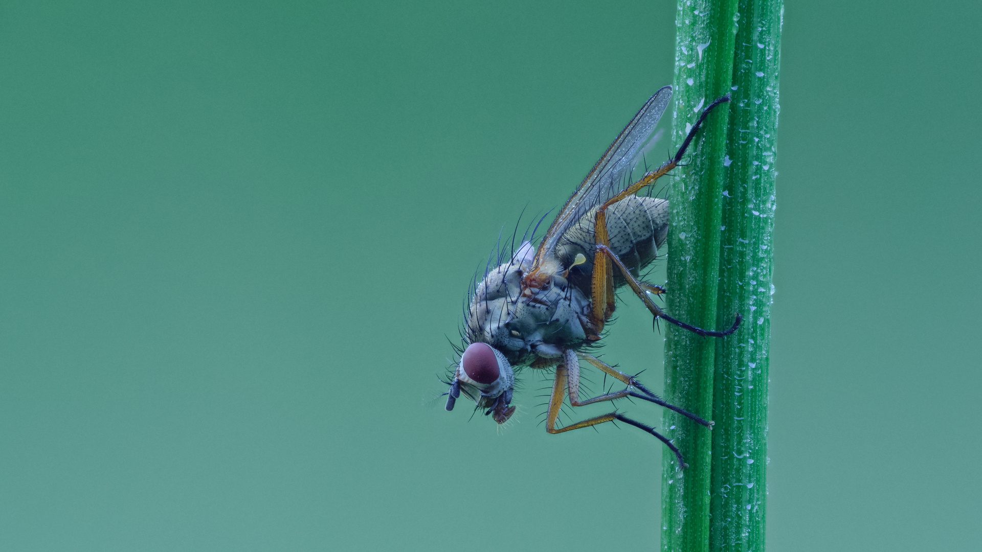 Musca Domestica