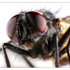 Musca domestica