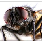 Musca domestica