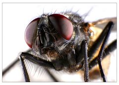 Musca domestica