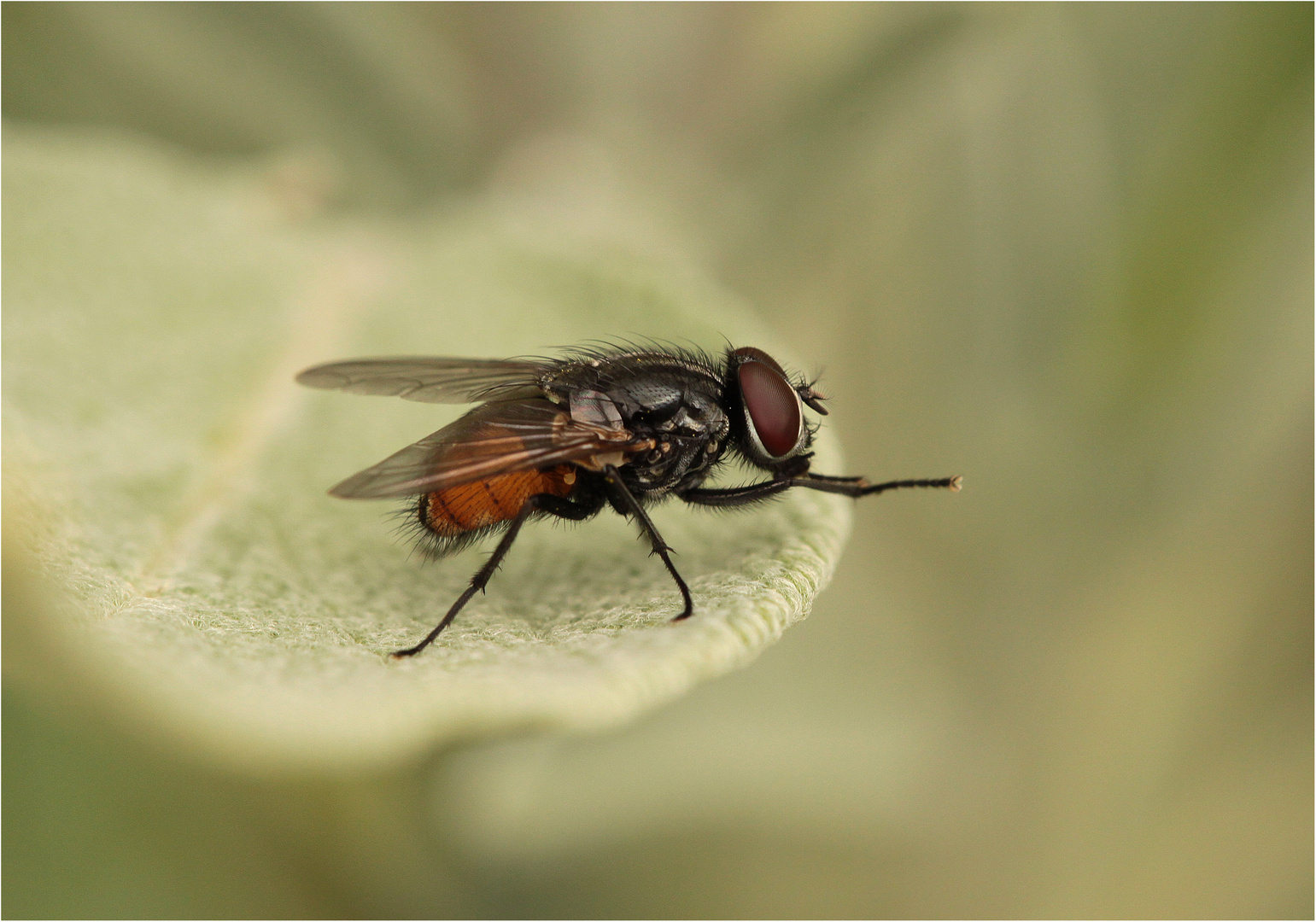 Musca domestica (Große Stubenfliege), Männchen Foto & Bild tiere, wildlife, insekten Bilder Musca domestica (Große Stubenfliege), Männchen Foto & Bild tiere, wildlife, insekten Bilder
