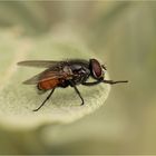 Musca domestica (Große Stubenfliege), Männchen