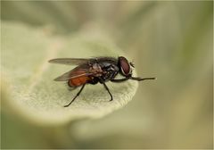 Musca domestica (Große Stubenfliege), Männchen