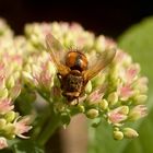 Musca Domestica pausiert