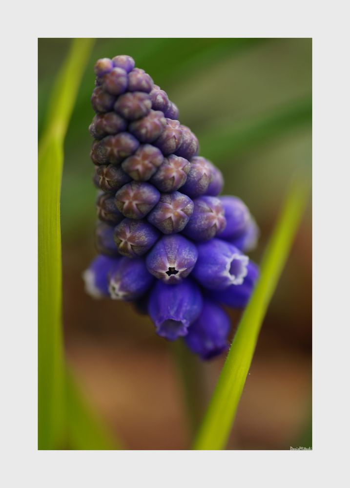 Muscari