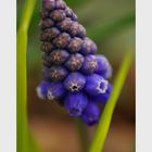 Muscari