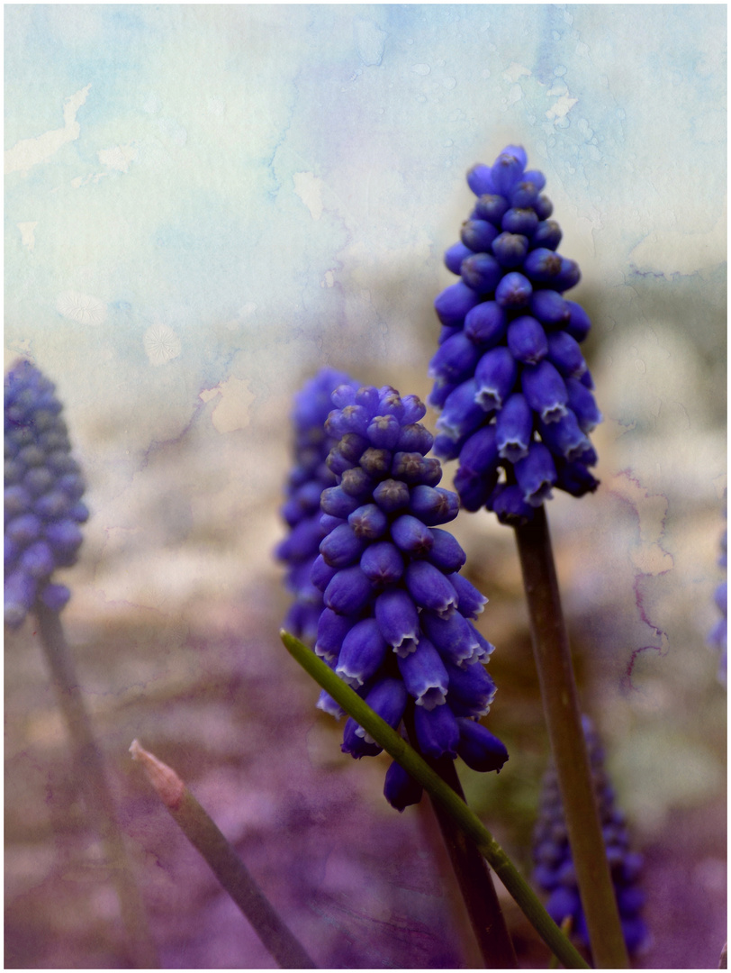 Muscari