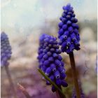 Muscari