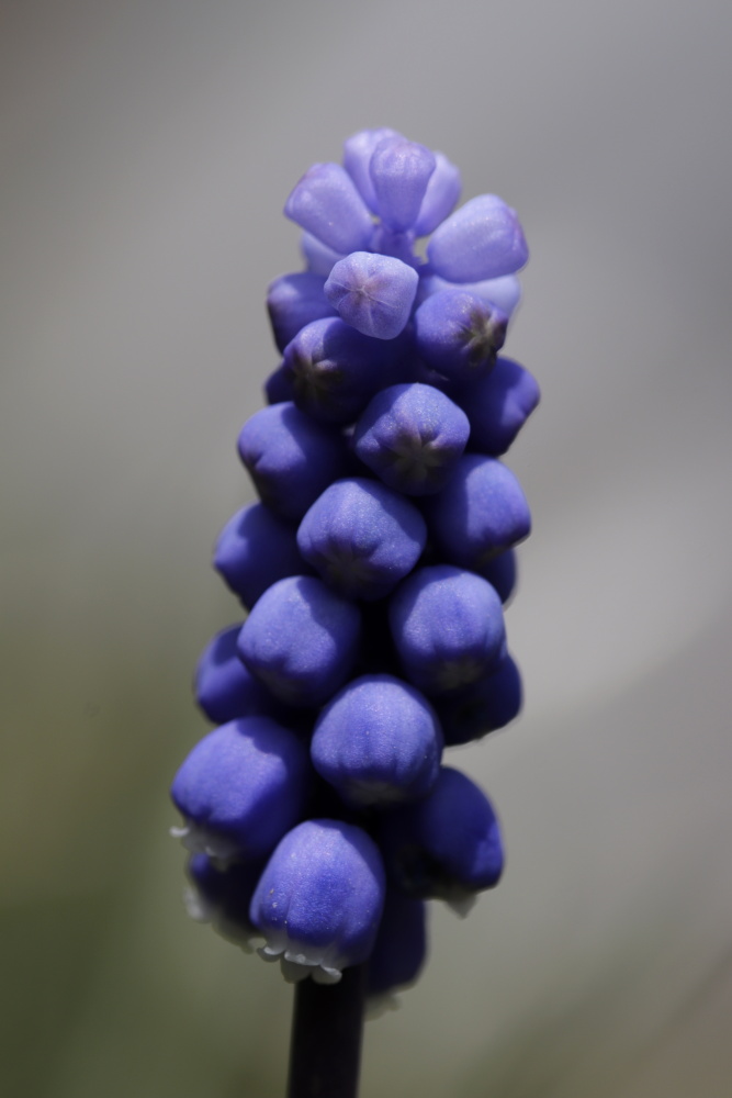 Muscari