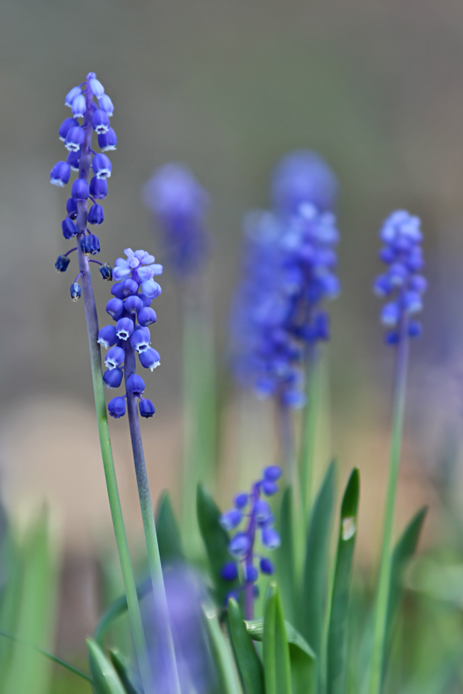 Muscari