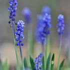 Muscari