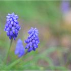 Muscari