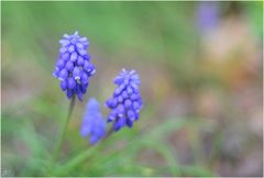 Muscari