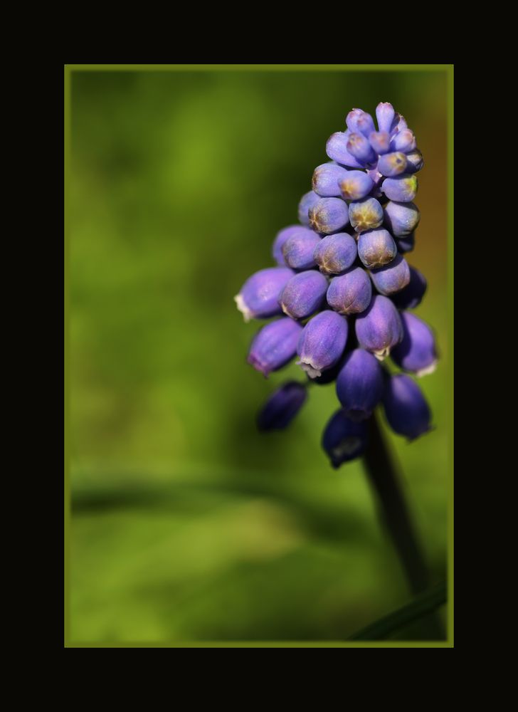 *Muscari*