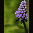 *Muscari*