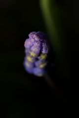 Muscari