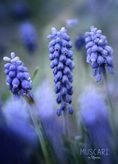 Muscari