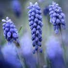 Muscari