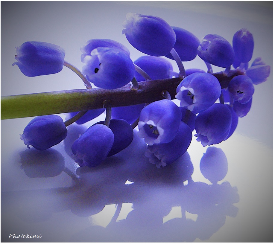 Muscari 