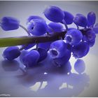 Muscari 