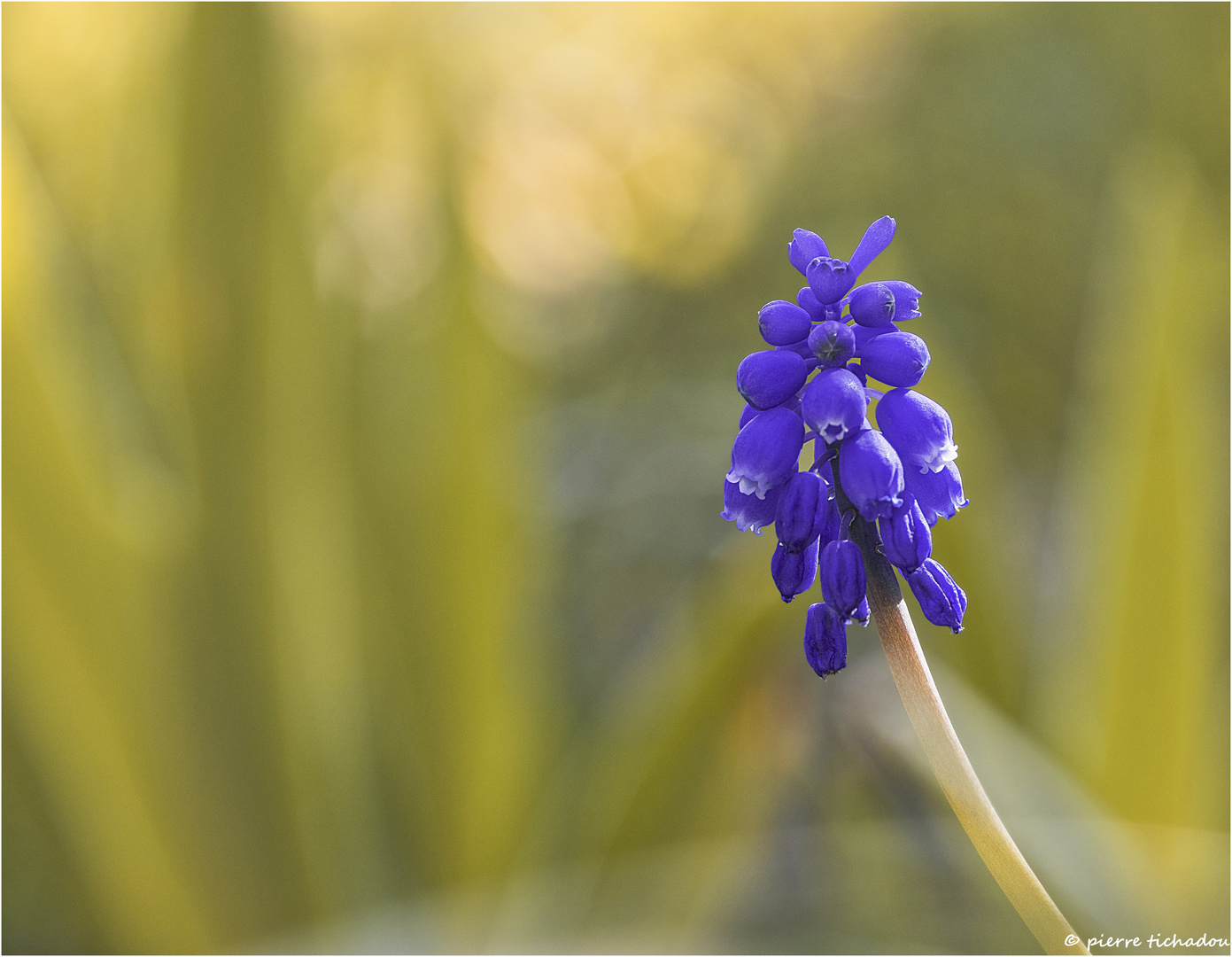 muscari (2)