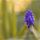 muscari (2)