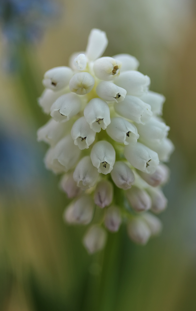 Muscari 2