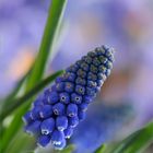 Muscari