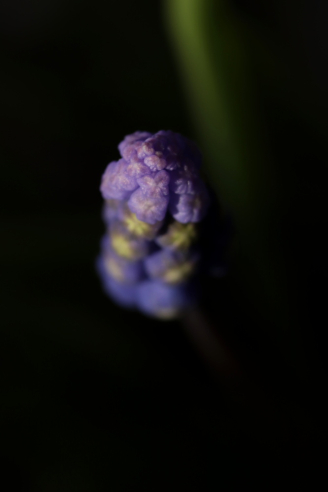 Muscari