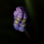 Muscari