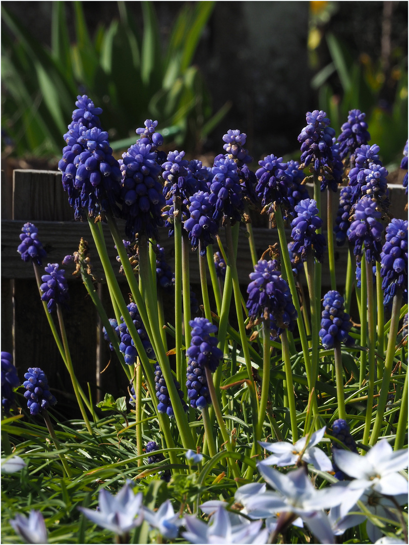 Muscari