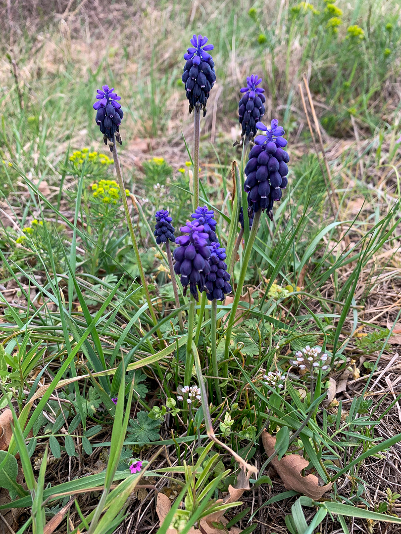 Muscari